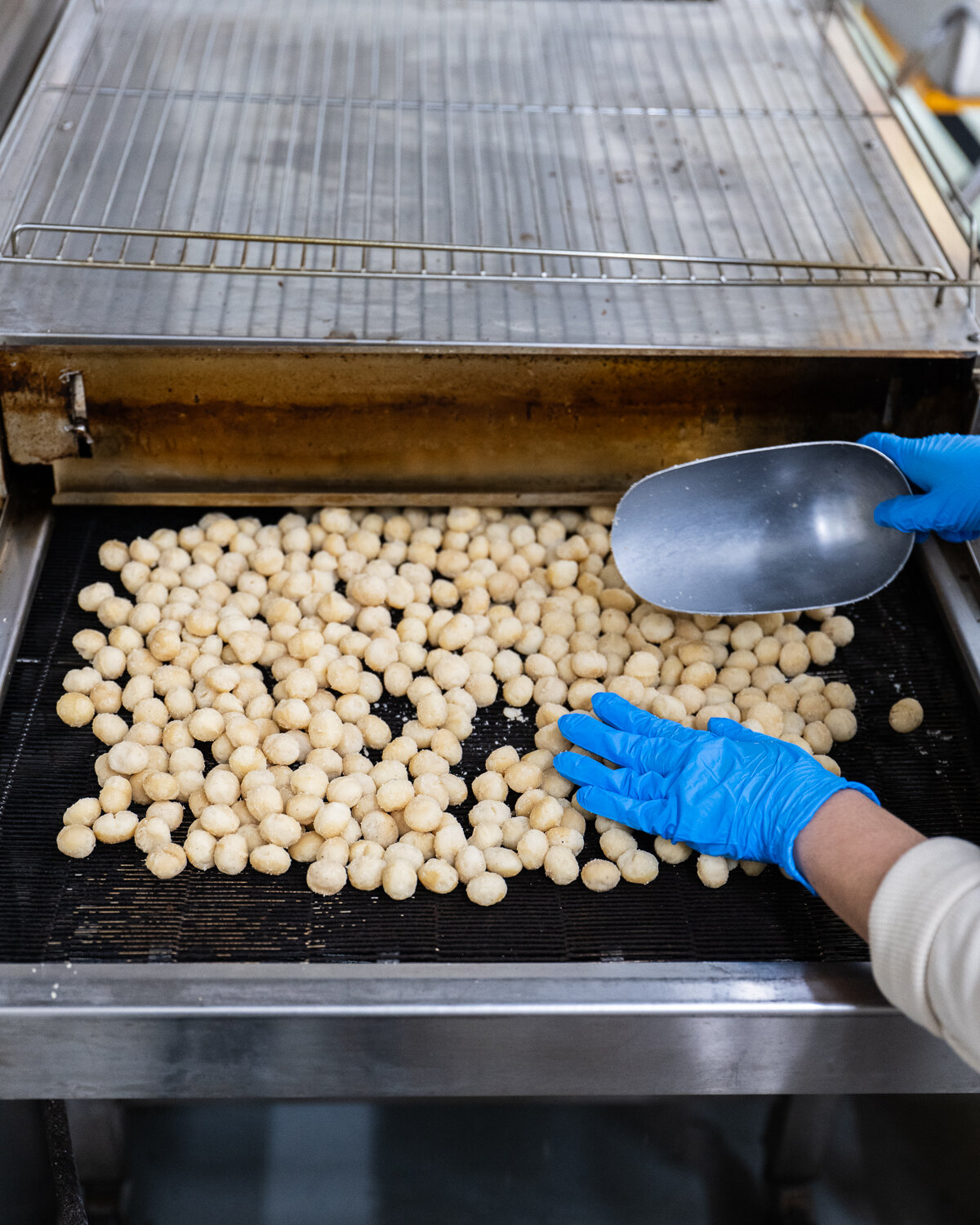 Macadamias spread on a roasting tray.